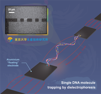 Single DNA trapping by DEP